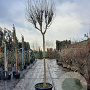 Lagerstroemia indica 200 cm stam container 20-25 leiboom