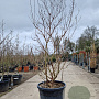 Lagerstroemia 'Natchez' 175-200 cm cont. 130L