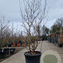 Lagerstroemia 'Natchez' 200-250 cm cont. 90L