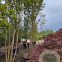 Lagerstroemia 'Natchez' 400-450 cm container meerstammig
