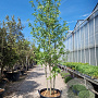 Liquidambar s. 'Worplesdon' 300-350 cm container meerstammig solitair