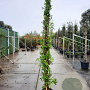 Lonicera henryi 250-300 cm 18L