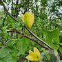 Magnolia brookl. 'Yellow Bird' 350-400 cm container meerstammig