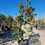 Magnolia grand. 'Goliath' 125-150 cm 18L