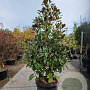 Magnolia grand. 'Goliath' 200-250 cm container meerstammig