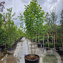 Magnolia kobus 250-300 cm container struikopstam