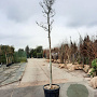 Magnolia kobus 200 cm stam container 18-20 leiboom