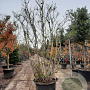 Magnolia stellata 250-300 cm cont. 130L