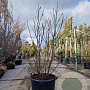 Magnolia 'Susan' 150-160 cm container 