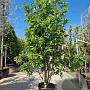 Magnolia 'Wada's Memory' 250-300 cm cont. 70L