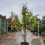 Magnolia 'Wada's Memory' 250-300 cm cont. 95L