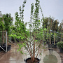 Morus alba 250-300 cm container struikopstam