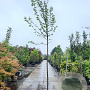 Morus nigra 200 cm stam container 12-14