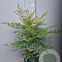 Nandina domestica 50-60 cm 10L