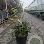 Nandina domestica 60-80 cm 30L