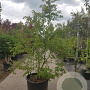 Nyssa sylvatica 250-300 cm container struik