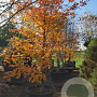 Nyssa sylvatica 350-400 cm container solitair 2-3 tak