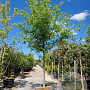Nyssa sylvatica 180 cm stam container 20-25