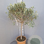 Olea europaea 100-120 cm 9L