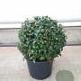 Osmanthus burkwoodii 40 cm container bol