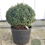 Osmanthus burkwoodii 50 cm container bol