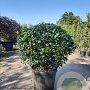 Osmanthus heterophyllus 80 cm 45L bol