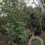Osmanthus heterophyllus 250-300 cm container struik