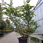 Parrotia persica 200-250 cm container solitair
