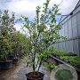 Parrotia persica 250-300 cm container meerstammig