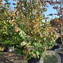 Parrotia persica 250-300 cm container Multistam