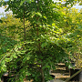 Parrotia persica 300-350 cm container meerstammig