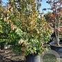 Parrotia persica 300-350 cm container solitair meerstammig