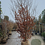 Parrotia persica 350-400 cm container meerstammig