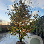 Parrotia persica 400-450 cm container meerstammig