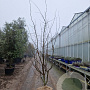 Parrotia persica 'Vanessa' 250-300 cm container struik