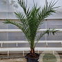 Phoenix canariensis 140-160 cm 20L