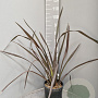 Phormium 'Red Sensation' 80-100 cm 15L