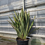 Phormium tenax 80-100 cm 35L