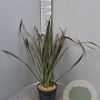 Phormium tenax 'Purpureum' 80-100 cm 10L