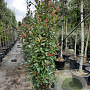 Photinia fraseri 'Red Robin' 175-200 cm 45L