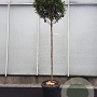 Photinia fraseri 'Robusta Compacta' 120 cm stam container 6-8