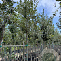 Quercus ilex 8-10 mm container