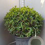 Quercus ilex 100 cm container bol