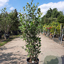 Quercus ilex 100-125 cm 10L