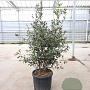 Quercus ilex 100-125 cm 25L