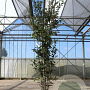 Quercus ilex 125-150 cm 18L