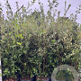 Quercus ilex 125-150 cm 25L