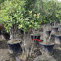 Quercus ilex 175-200 cm container meerstammig