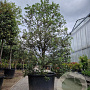 Quercus ilex 250-300 cm cont. 350L meerstammig