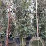 Quercus ilex 300-350 cm container paraplukroon